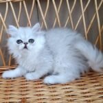 59 Garry Persian male kitten