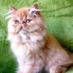 113 Xena Persian female kitten