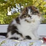 543 Talisa Scottish fold longhair female kitten