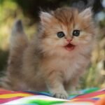 330 Elizabeth British longhair female kitten