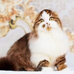 331 Xander Scottish fold longhair male kitten