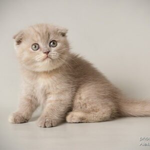 Mia Scottish fold shorthair female kitten