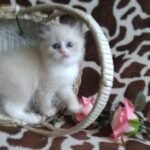 Valentina Siberian female kitten
