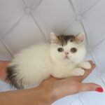 Hanna Exotic shorthair female kitten