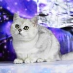 Sakura British shorthair female kitten