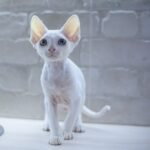 406 Makintosh male kitten Devon Rex