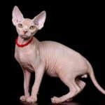 122 Napoleon male Sphinx kitten