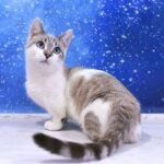 403 Ahiles Munchkin male kitten