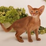 185 Destiny purebred Abyssinian female kitten
