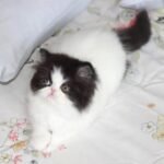 110 Nikoletta Persian female kitten