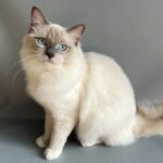 82 Simon Ragdoll male kitten