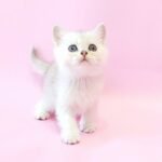 Kay British shorthair male kitten