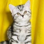 324 Benjamin Scottish straight shorthair male kitten
