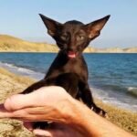 487 Amigo Oriental male kitten