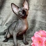 530 Tisson male Sphinx kitten