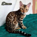 64 Diana purebred Bengal female kitten