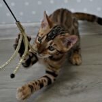 173 Benjamin purebred Bengal male kitten