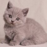 307 Mult Munchkin male kitten