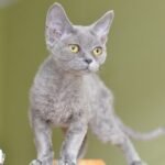 470 Qeena female kitten Devon Rex