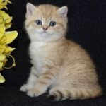 Stoun British shorthair male kitten