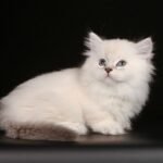 299 Vigurd Munchkin longhair male kitten