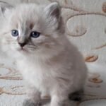 69 Jin Siberian male kitten