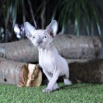 354 Terry female Sphinx kitten