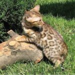 Beverly purebred Bengal female kitten