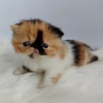 43 Gabriela Exotic shorthair female kitten