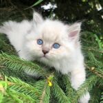 Lucky Siberian male kitten