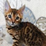 189 Martin purebred Bengal male kitten