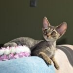Roxy female kitten Devon Rex