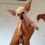 301 Kevin Oriental male kitten