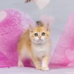 Hayley British shorthair female kitten