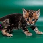 57 Korvin purebred Bengal male kitten
