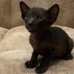 218 Fantom Oriental male kitten