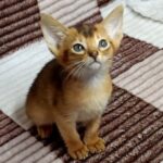 69 Arisha purebred Abyssinian female kitten