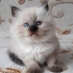 76 Jessi Siberian female kitten