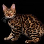 214 Lakki purebred Bengal male kitten