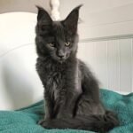 774 Jet Maine Coon male kitten