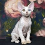 492 Pegas male kitten Devon Rex