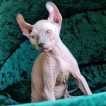 26 Lindir male Elf kitten