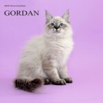 Gordan Siberian male kitten