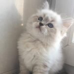 Jolie Siberian female kitten