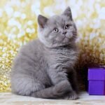 243 Sharly British shorthair male kitten
