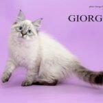 Giorgia Siberian female kitten