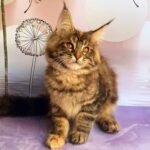 732 Violetta Maine Coon female kitten