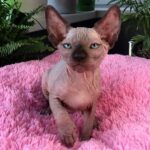 234 French Patty male Sphinx kitten