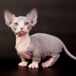 Porthos male Bambino kitten