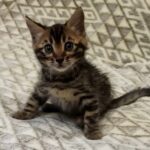 70 Baron purebred Bengal male kitten